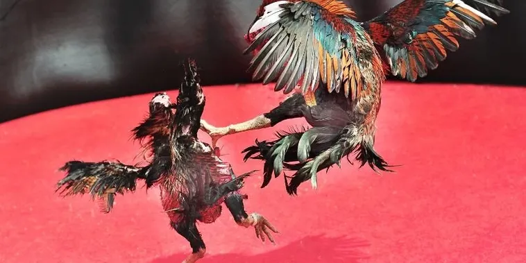 Bật Mí Cách Chơi Đá Gà Sabong Tại Vin777 Giúp Bạn Hốt Bạc