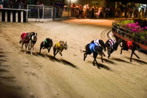 Nắm Trọn Cách Chơi Game Nhanh Đua Chó Tại Vin777 Để Luôn Về Nhất