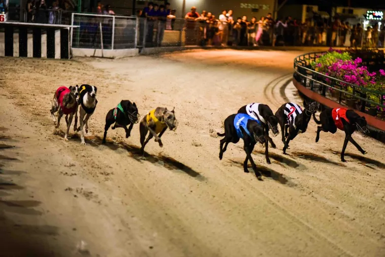 Nắm Trọn Cách Chơi Game Nhanh Đua Chó Tại Vin777 Để Luôn Về Nhất 1 Nắm Trọn Cách Chơi Game Nhanh Đua Chó Tại Vin777 Để Luôn Về Nhất