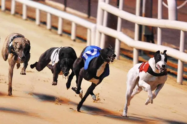 Nắm Trọn Cách Chơi Game Nhanh Đua Chó Tại Vin777 Để Luôn Về Nhất