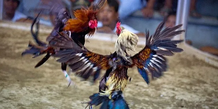 Bật Mí Cách Chơi Đá Gà Sabong Tại Vin777 Giúp Bạn Hốt Bạc